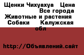 Щенки Чихуахуа › Цена ­ 12000-15000 - Все города Животные и растения » Собаки   . Калужская обл.